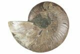 Cut & Polished Ammonite Fossil (Half) - Madagascar #241018-1